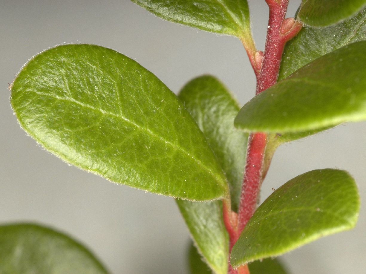 Bearberry-Leaf