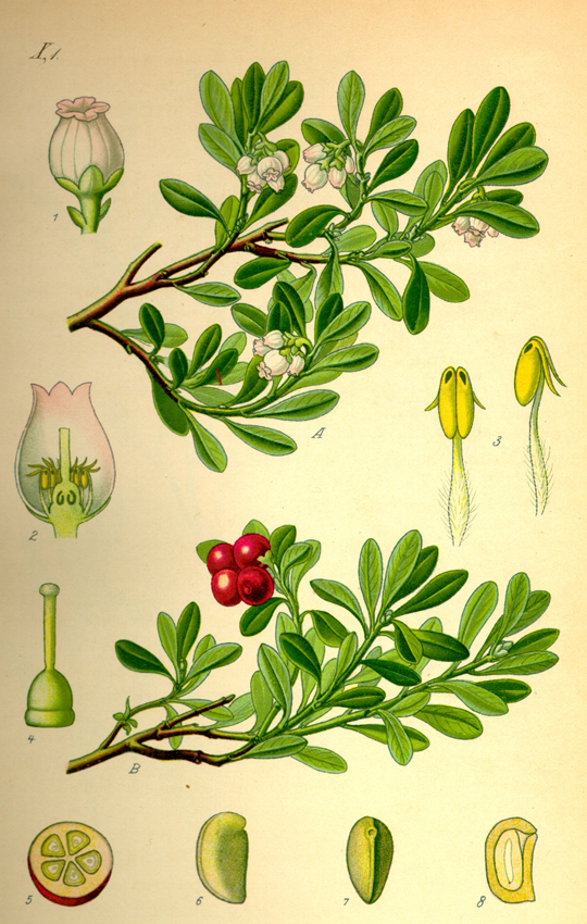 Bearberry-Plant-Illustrations