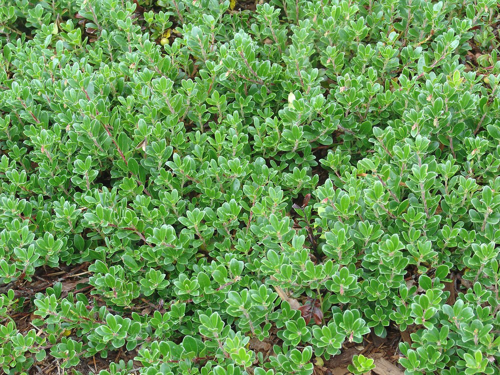 Bearberry-bushes