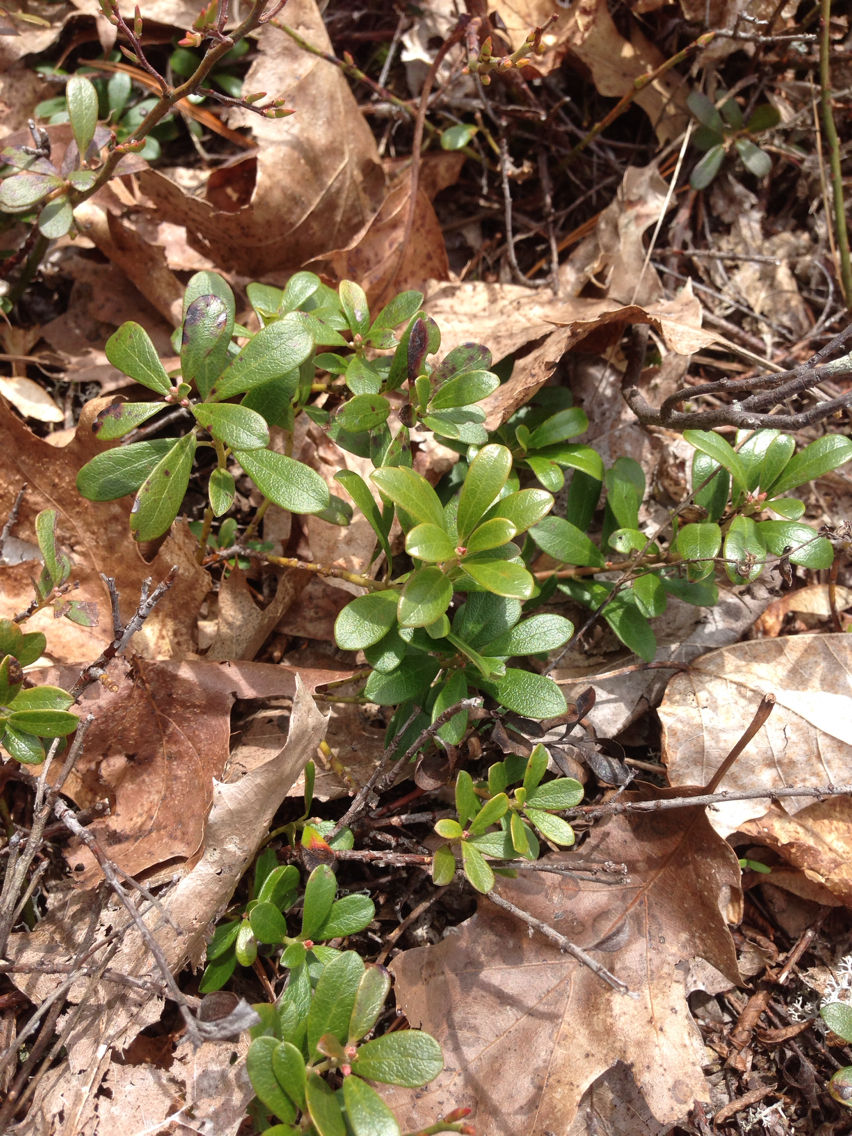 Small-Bearberry-plant