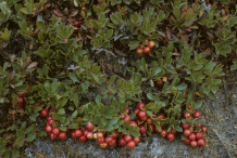 Bearberries-on-the-plant