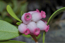 Bearberry-Flower