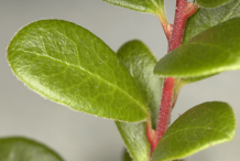 Bearberry-Leaf