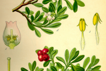 Bearberry-Plant-Illustrations
