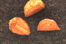Bearberry-Seeds