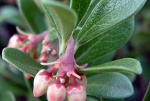 Bearberry-buds