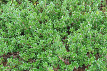 Bearberry-bushes
