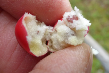 Bearberry-fruit