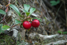Bearberry