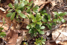 Small-Bearberry-plant