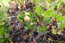 Unripe-bearberry-fruit