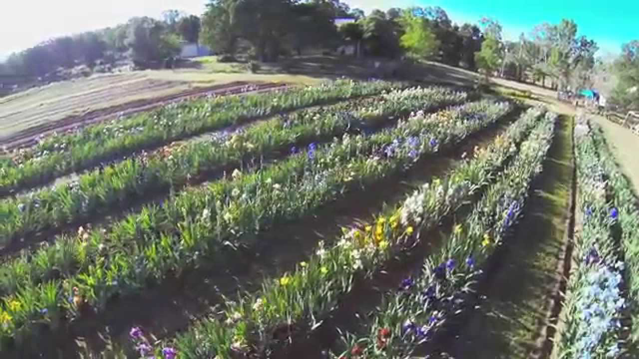 Bearded-Iris-farm