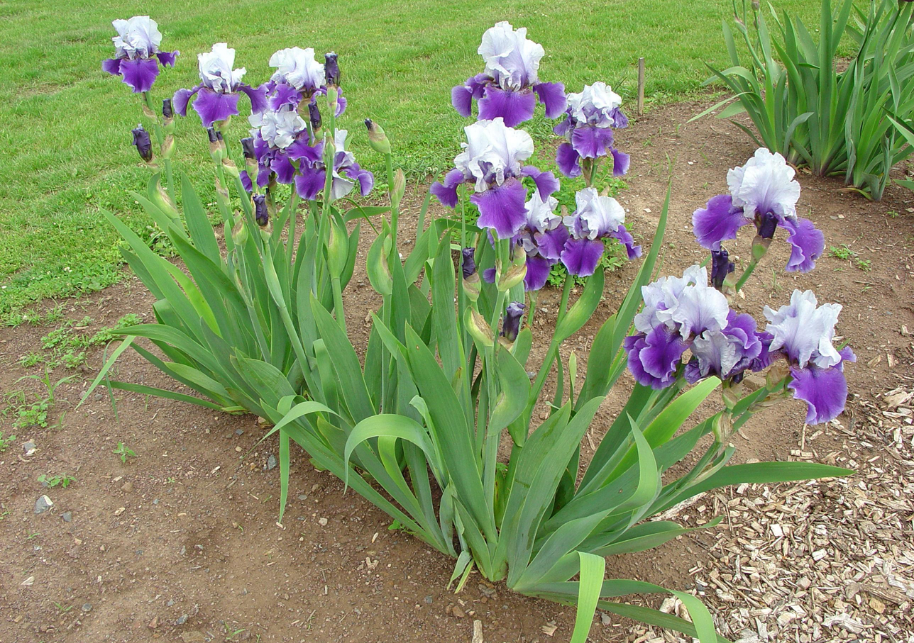 Bearded-Iris-plant