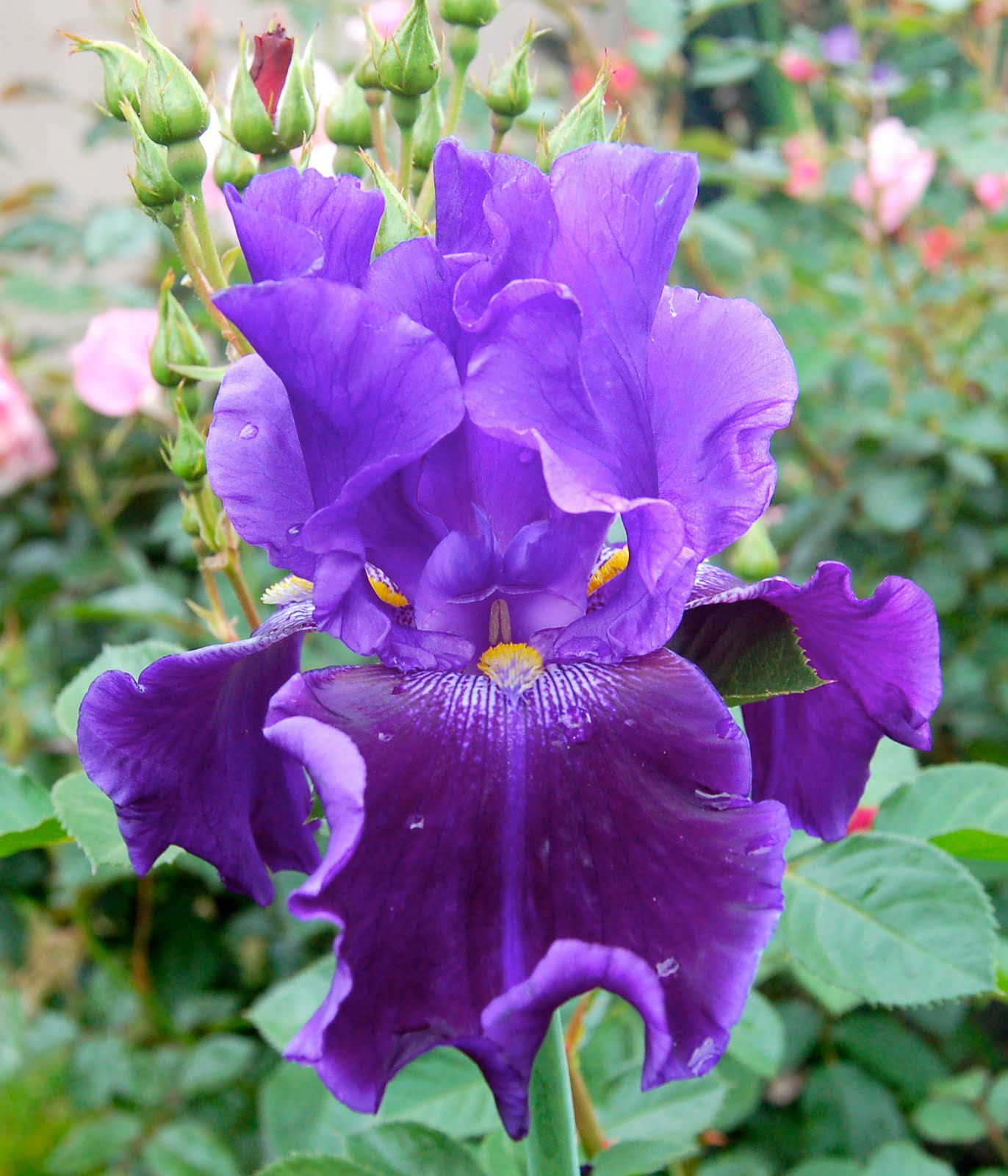 Close-view-of-Bearded-Iris-flower