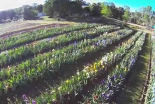 Bearded-Iris-farm