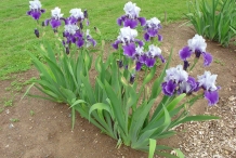 Bearded-Iris-plant