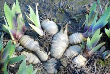 Bearded-Iris-rhizome