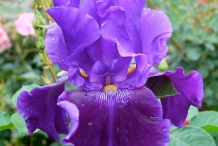 Close-view-of-Bearded-Iris-flower