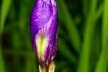 Close-view-of-flower-bud