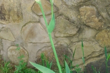 Flower-buds-of-Bearded-Iris