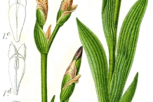 Illustration-of-Bearded-Iris