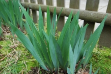 Leaves-of-Bearded-Iris