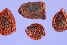 Seeds-of-Bearded-Iris