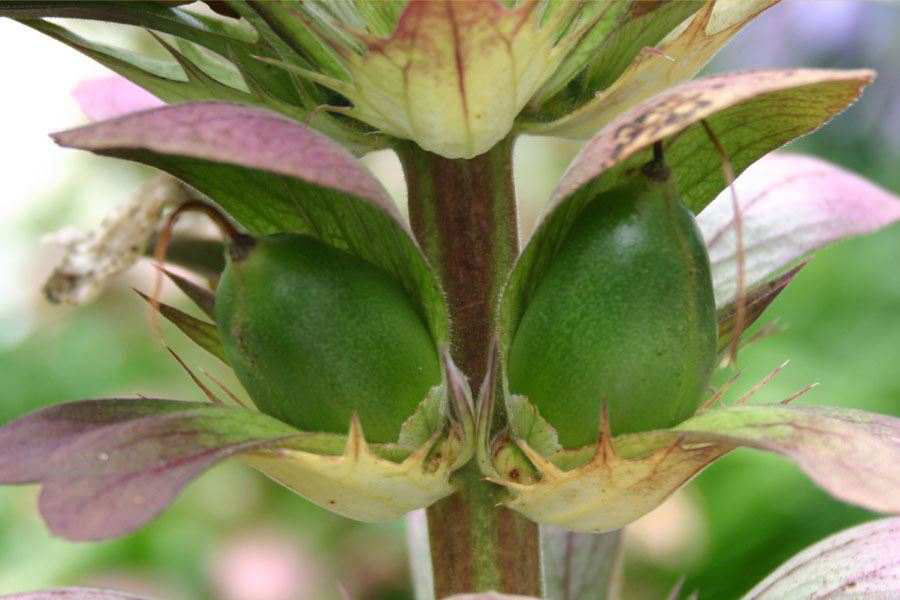 Closer-view-of-immature-fruits-of-Bears-Breeches