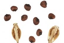 Seeds-of-Bears-Breeches
