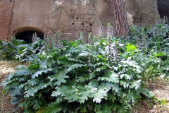 Bears-Breeches-plant-growing-wild