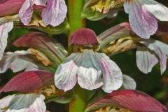 Close-up-view-of-flower-of-Bears-Breeches