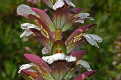Flower-of-Bears-Breeches