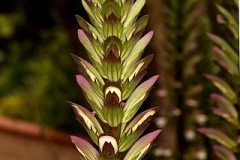Inflorescence-of-Bears-Breeches