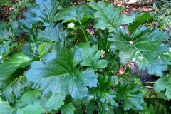 Leaves-of-Bears-Breeches