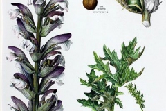 Plant-Illustration-of-Bears-Breeches