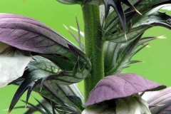 Stem-of-Bears-Breeches