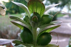 Unripe-fruits-of-Bears-Breeches