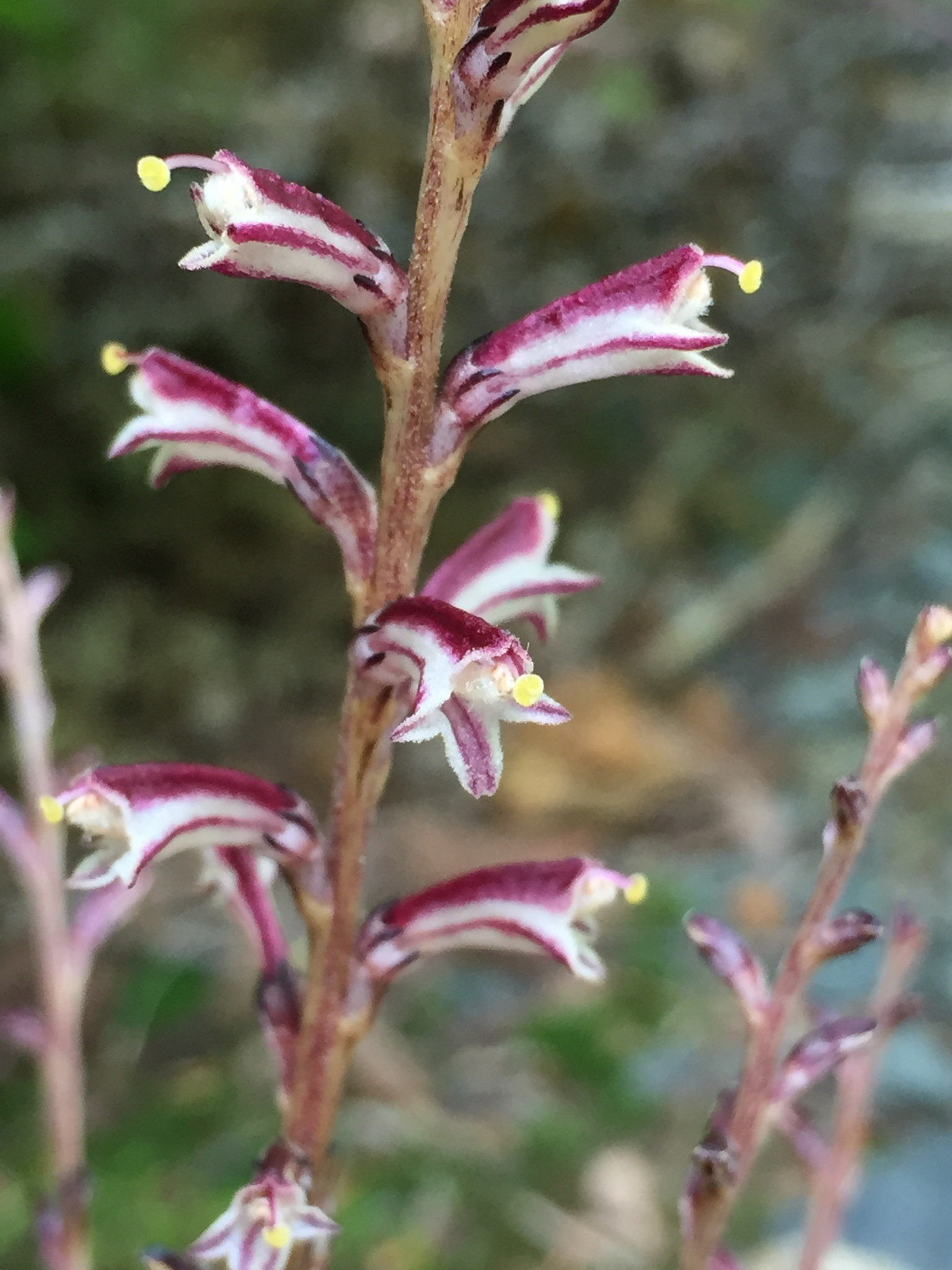 Beech-drops-flower