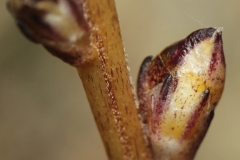 Beech-drops-flower-buds