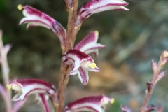 Beech-drops-flower