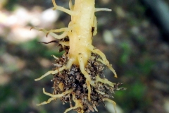 Beech-drops-roots