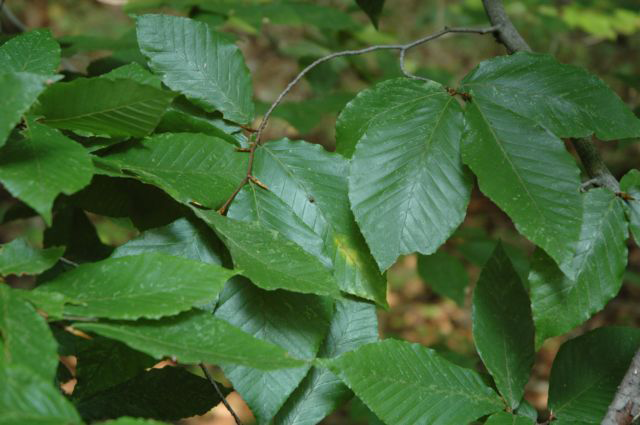 Leaves-of-Beechnut-plant