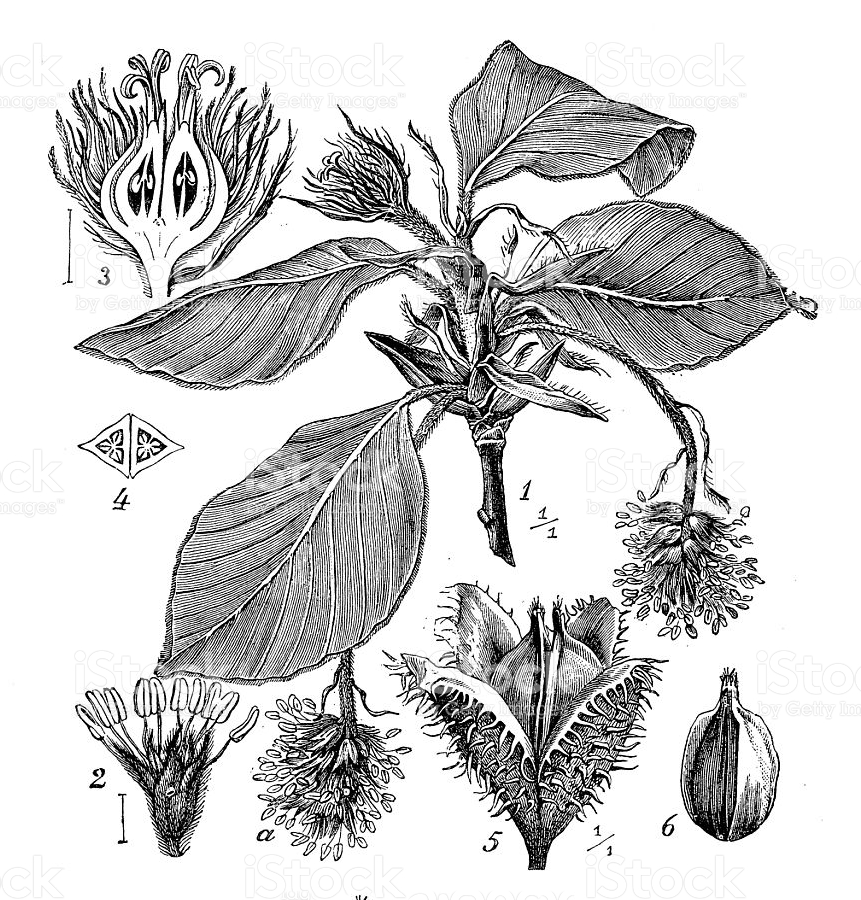 Sketch-of-Beech-nut-plants