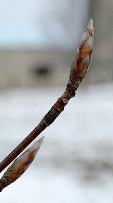 Twig-of-Beechnut-Plant