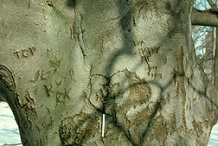 Bark-of-Beechnut-plant