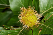 Beech-nut-Fruit