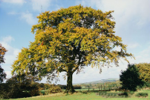 Beechnut-plant