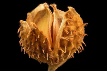 Dried-Beech-nut
