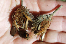 Dried-fruit-with-seeds