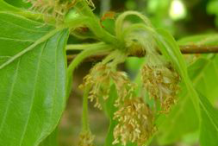 Flower-of-Beechnut-plant
